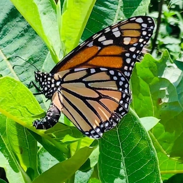 Pollinator gardens honor Rosalynn Carter